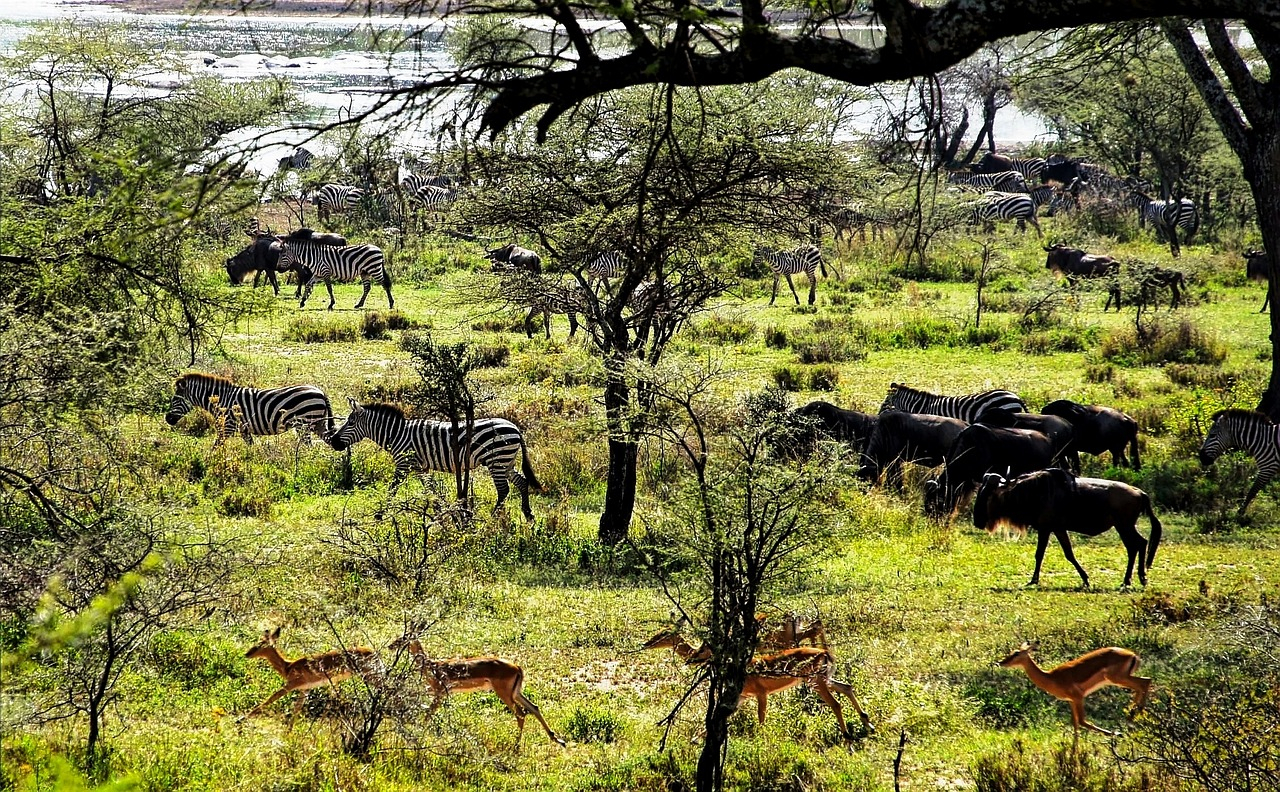 vie sauvage tanzanienne